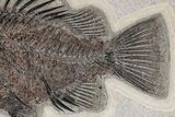 Fossil Fish (Priscacara) - Top Quality Specimen! #206441-2